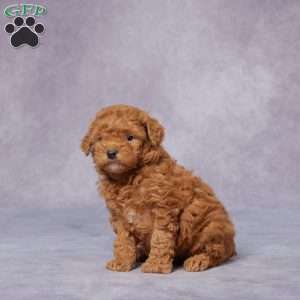 Quinn, Miniature Poodle Puppy